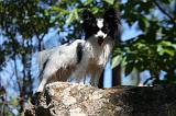 EPAGNEUL PAPILLON 160